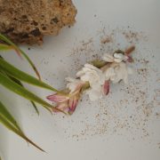 IMG_20240819_090307